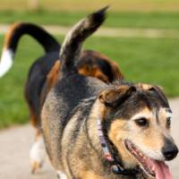 Laker pets wagging their tail.